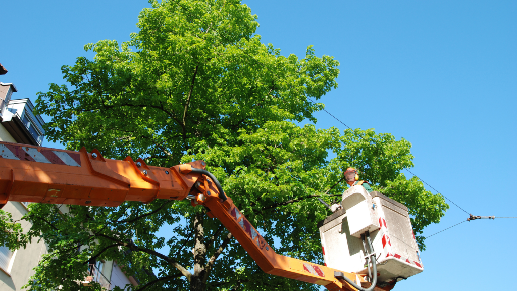 tree trimming services